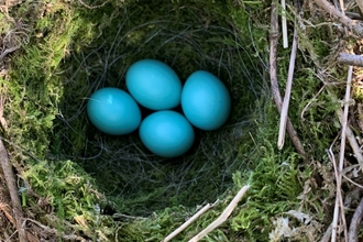 Nest