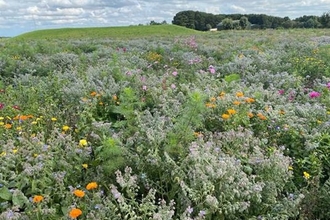 Pertwood Organic Farm