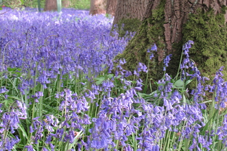 Bluebells at Hagbourne Copse