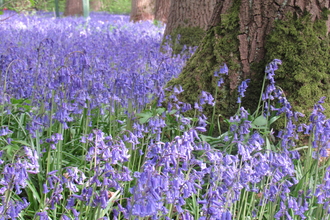 Bluebells at Hagbourne Copse