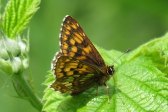 Duke of Burgundy butterfly