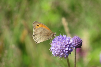 A butterfly on devils-bit scabious