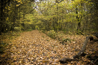 Green Lane Wood