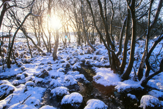 Landford Bog