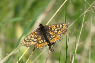 Marsh fritillary butterfly