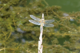 Dragonfly at Morningside Meadow