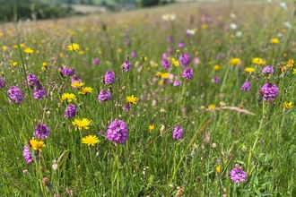 Pyramidal orchids