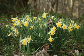 Daffodils