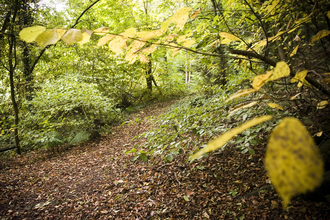 Peppercombe Wood