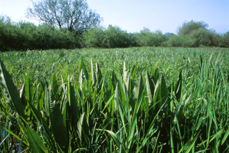 Ramsbury Meadow