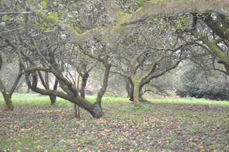Devizes and Roundway Orchard