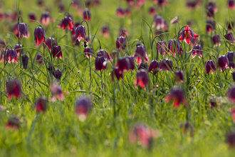 Snakeshead Fritillaries