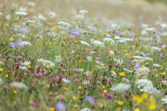 Morgans Hill meadow