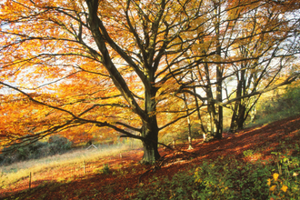 The Devenish in autumn