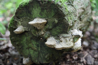 Fungi at The Firs