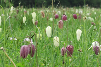 Snakeshead fritillaries at Upper Waterhay