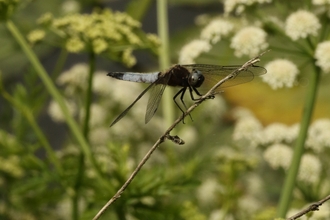 Dragonfly at Widbrook Wood