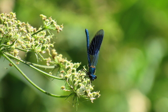 Demoiselle