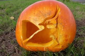 A pumpkin with the Wiltshire Wildlife Trust logo carved into it.