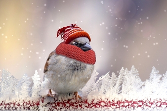 Sparrow with hat and scarf