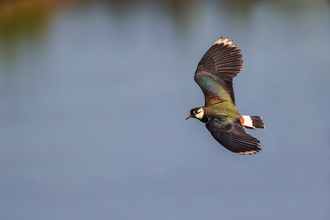 Lapwing in flight