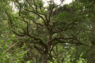 Oak tree