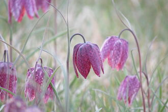 Snakeshead fritillary 