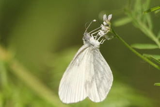 Wood white