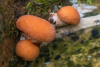 Wrinkled peach fungi