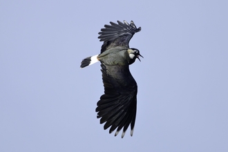 A lapwing calling as it flies, with its broad, round-tipped wings spread wide