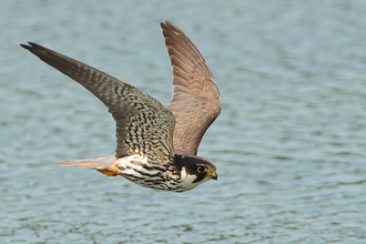 A hobby in flight