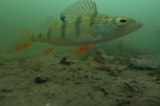 Fish underwater