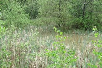 An overgrown pond
