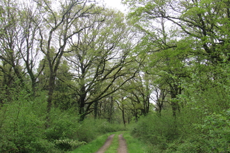 Great Wood