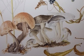 Fungi botanical painting