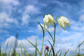 Snakeshead fritillaries