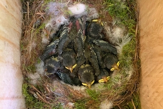 Chicks inside a school nest box