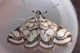 China-mark moth
