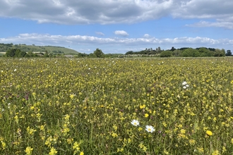 A wildflower meadow on a farm