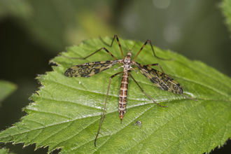 A cranefly with heavily patterned wings resting on a leaf