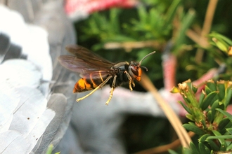 Asian hornet