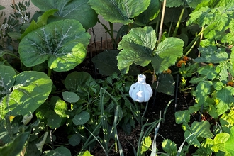 Vegetables growing in Stacey's garden