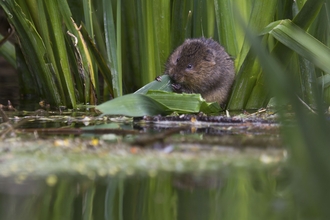 Water vole, Steve Deeley