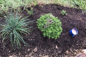 A herb garden and cup of tea