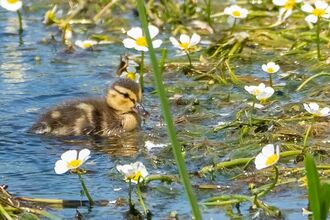Duckling at Bay Meadows