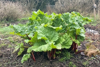 Rhubarb