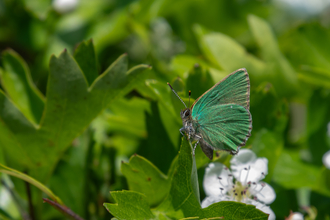 Green hairstreak butterfly
