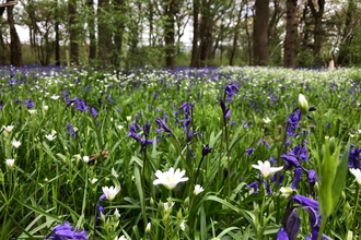 a swathe of purple and white flowers in a woodland glade
