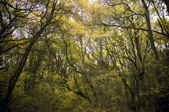 Green Lane Wood Trees and Leaves