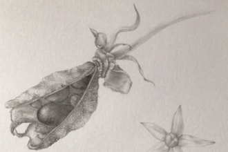 Botanical drawings seed heads